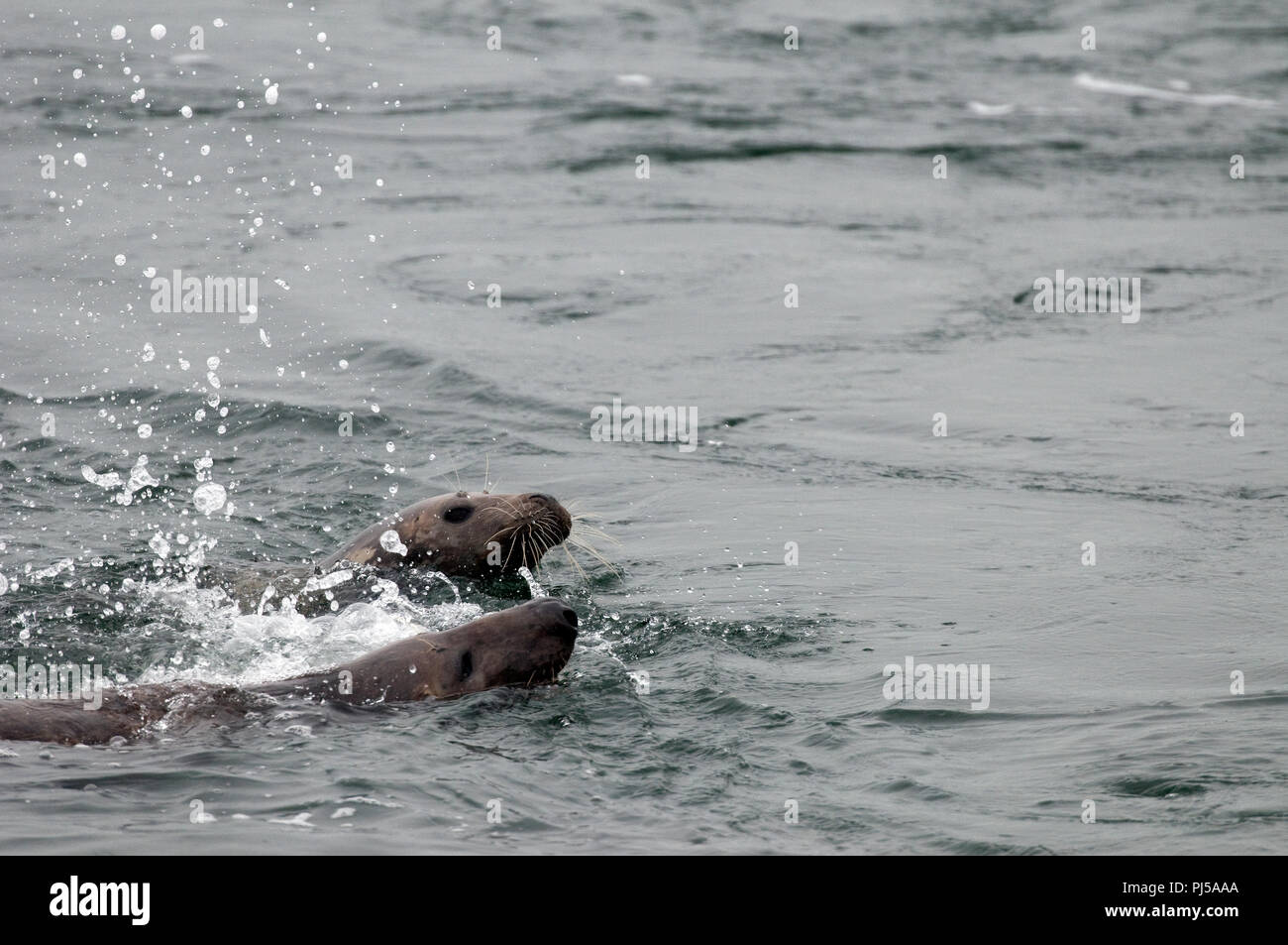 Grey seal (Halichoerus grypus) - Males fighting - Netherlands //  Phoque gris Stock Photo