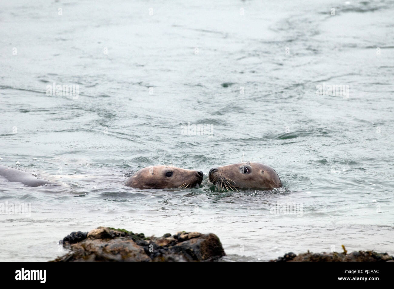 Grey seal (Halichoerus grypus) - Netherlands //  Phoque gris Stock Photo