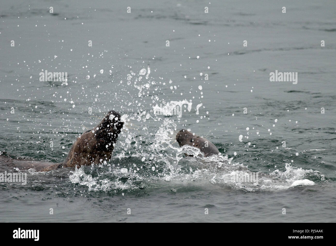 Grey seal (Halichoerus grypus) - Males fighting - Netherlands //  Phoque gris Stock Photo