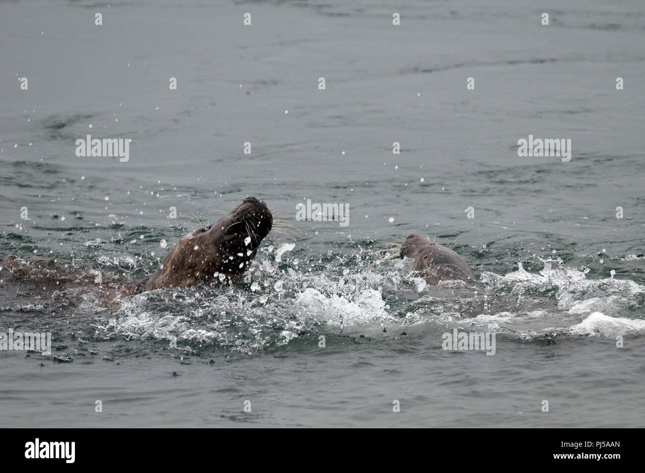Grey seal (Halichoerus grypus) - Males fighting - Netherlands //  Phoque gris Stock Photo