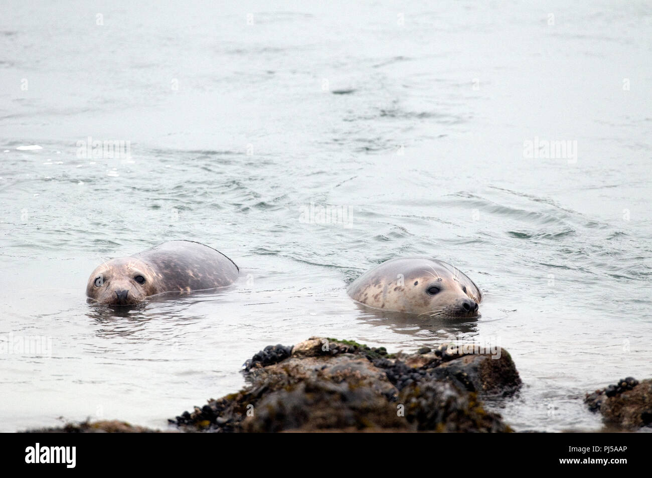 Grey seal (Halichoerus grypus) - Netherlands //  Phoque gris Stock Photo