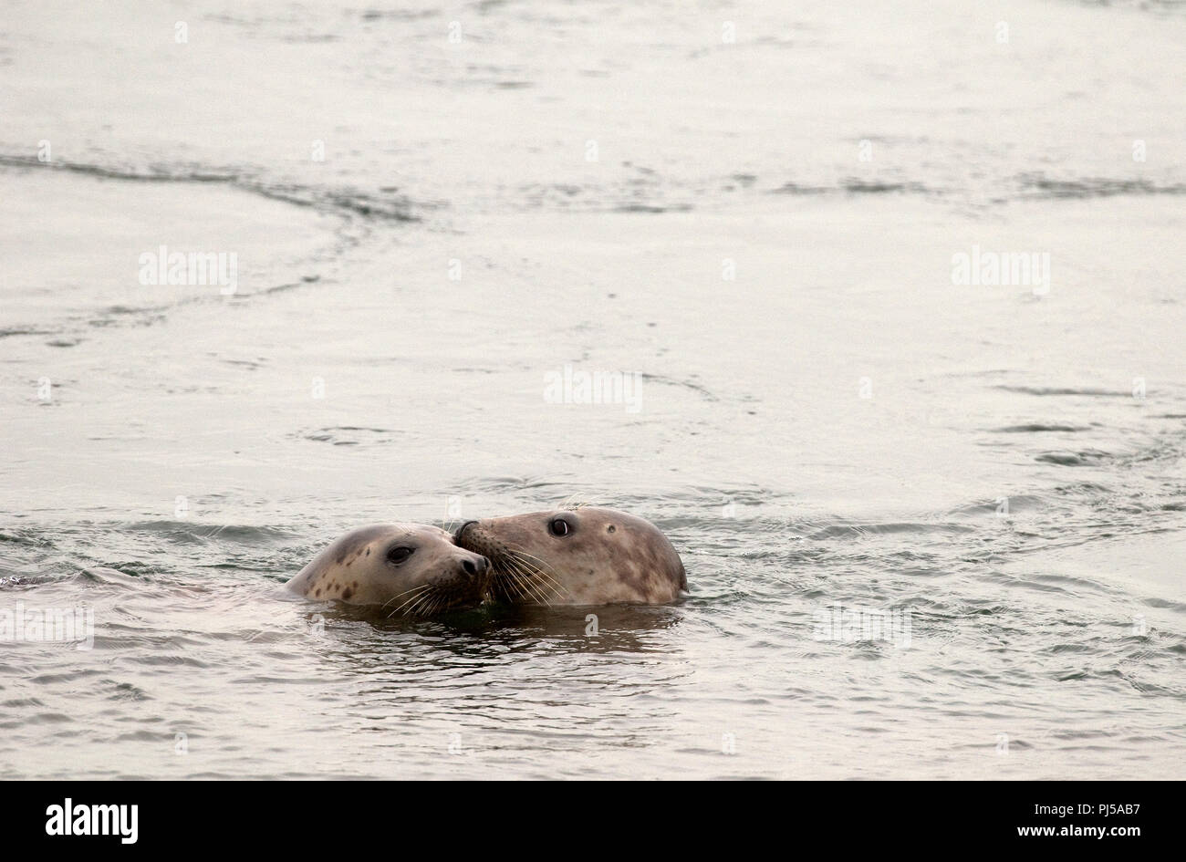 Grey seal (Halichoerus grypus) - Netherlands //  Phoque gris Stock Photo