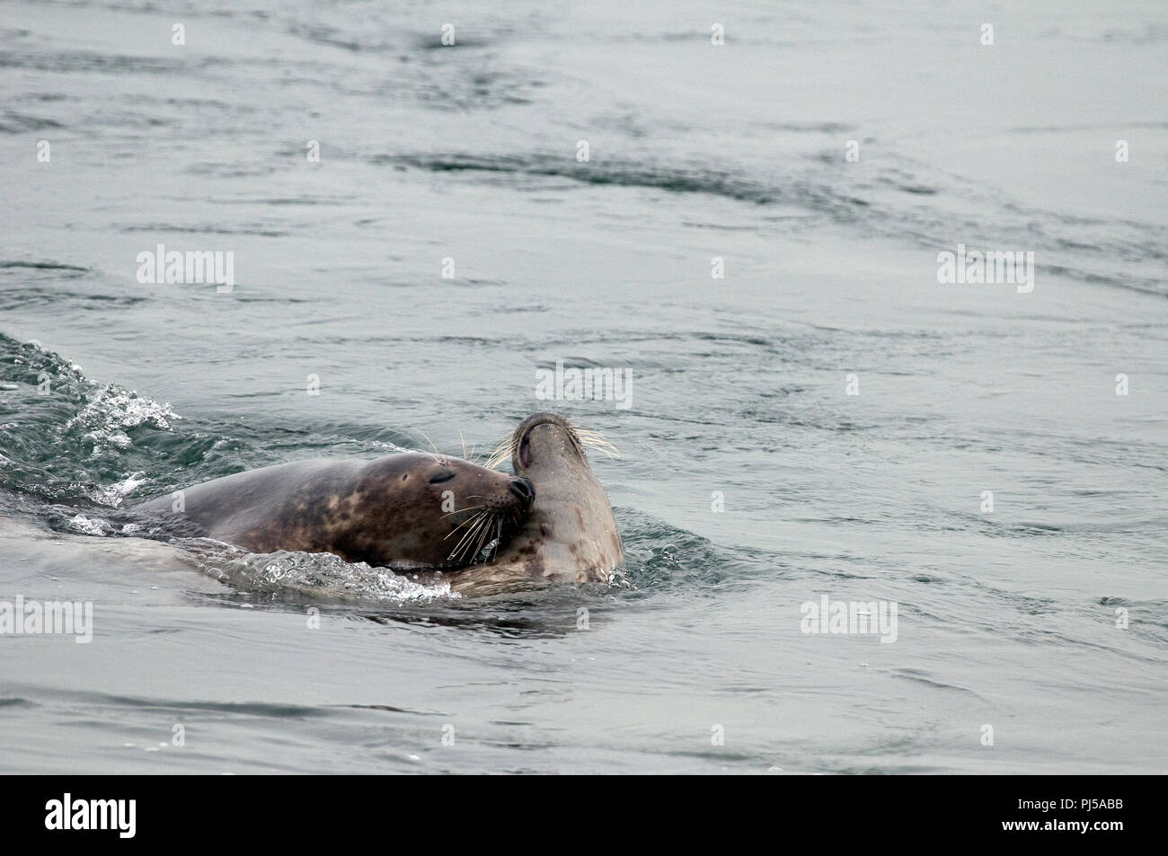 Grey seal (Halichoerus grypus) - Mating - Netherlands //  Phoque gris Stock Photo