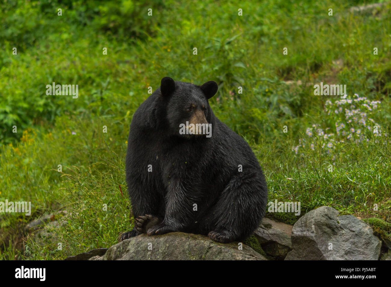 Black bear sitting on a rock Stock Photo - Alamy