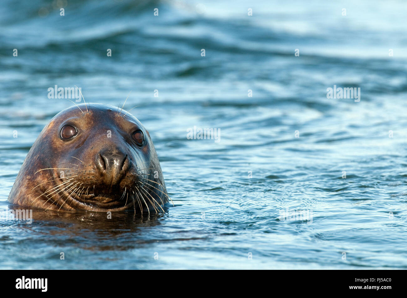 Grey seal (Halichoerus grypus) - Netherlands Phoque gris Stock Photo