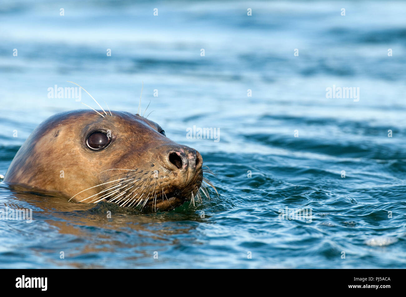 Grey seal (Halichoerus grypus) - Netherlands Phoque gris Stock Photo