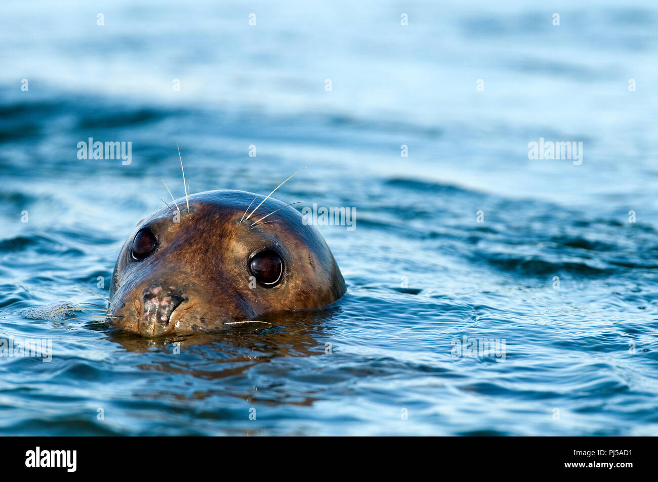 Grey seal (Halichoerus grypus) - Netherlands Phoque gris Stock Photo