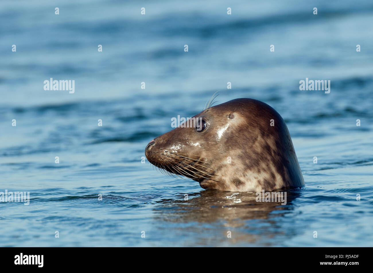 Grey seal (Halichoerus grypus) - Netherlands Phoque gris Stock Photo