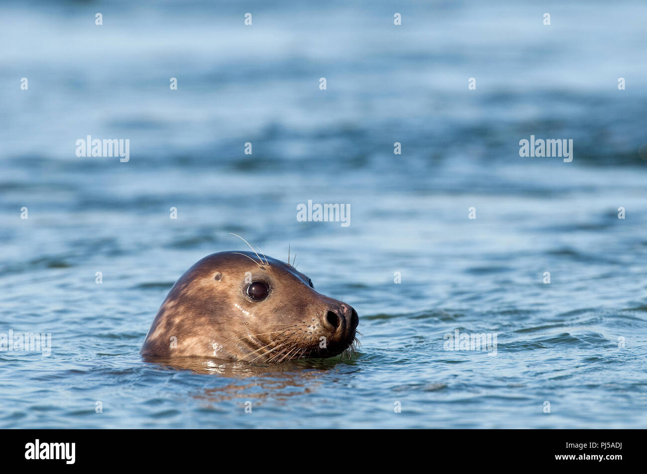 Grey seal (Halichoerus grypus) - Netherlands Phoque gris Stock Photo