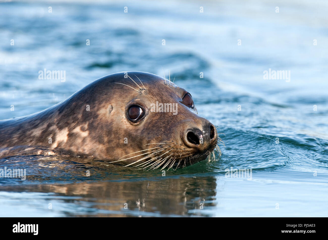 Grey seal (Halichoerus grypus) - Netherlands Phoque gris Stock Photo