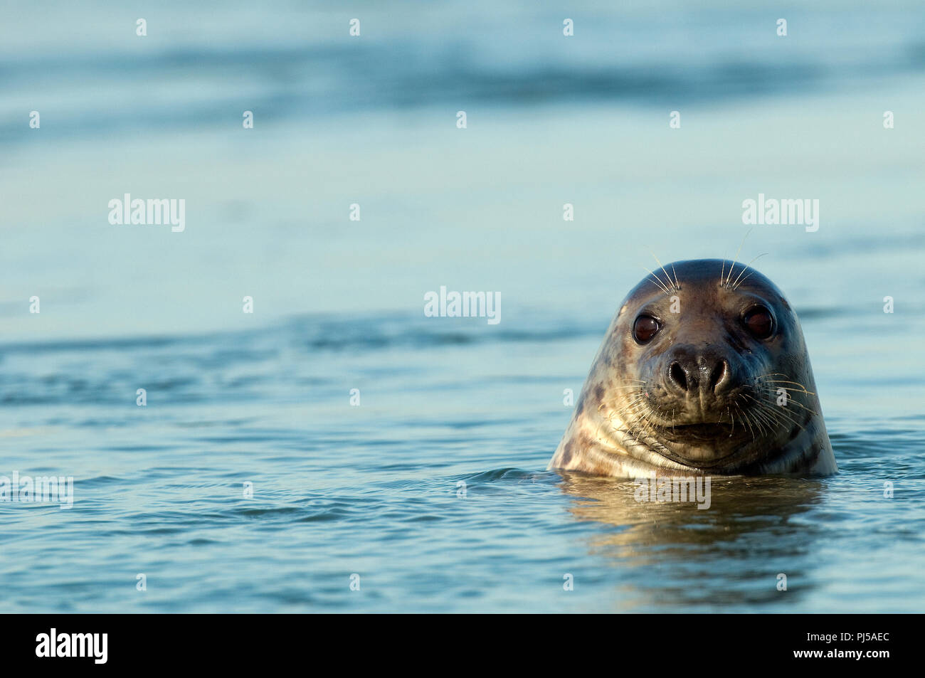 Grey seal (Halichoerus grypus) - Netherlands Phoque gris Stock Photo