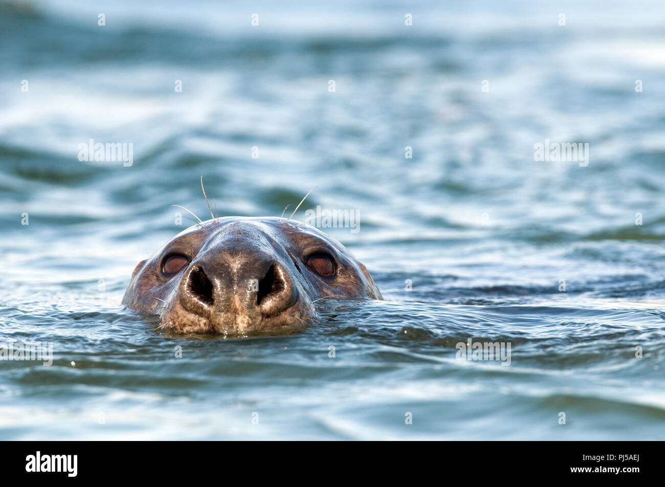 Grey seal (Halichoerus grypus) - Netherlands Phoque gris Stock Photo