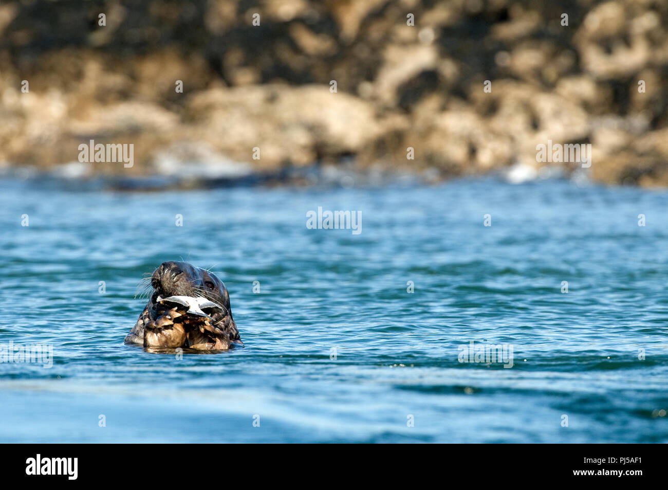 Grey seal (Halichoerus grypus) eating a fish - Netherlands //  Phoque gris mangeant un poisson Stock Photo