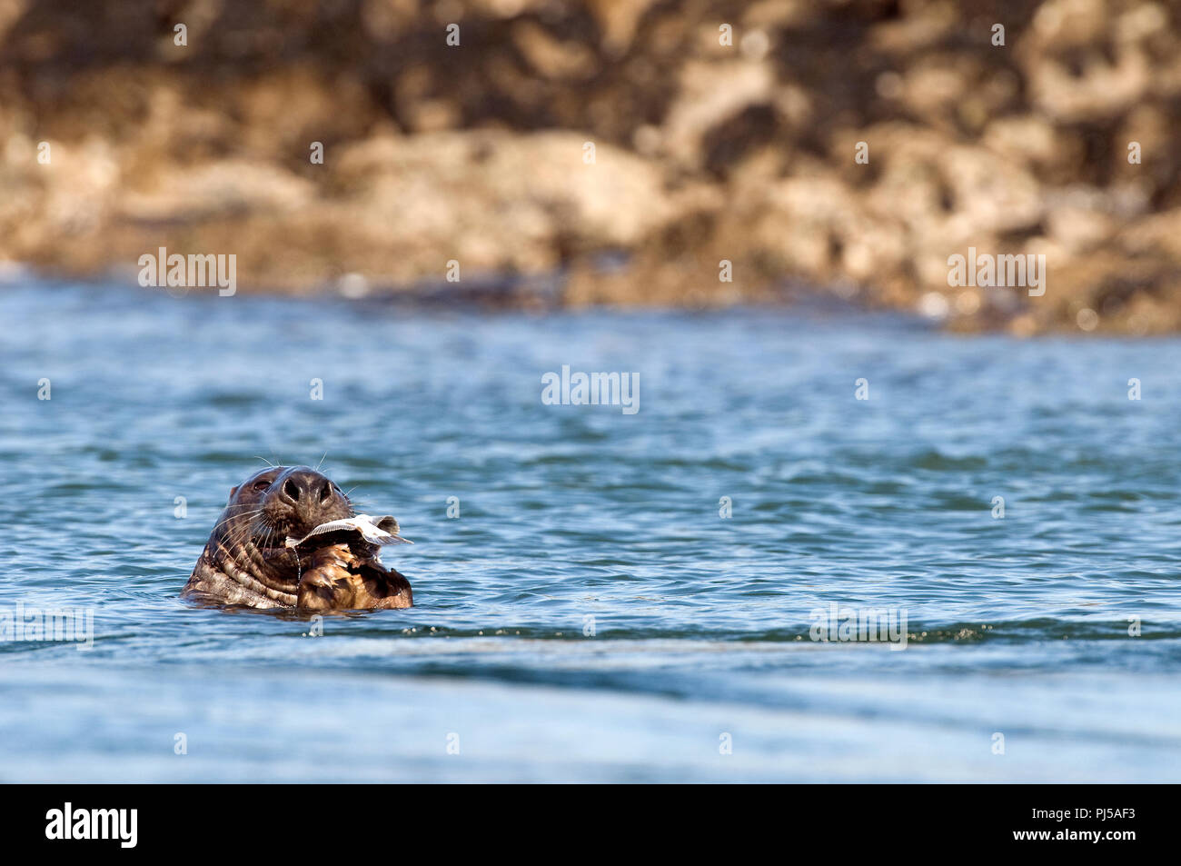 Grey seal (Halichoerus grypus) eating a fish - Netherlands //  Phoque gris mangeant un poisson Stock Photo