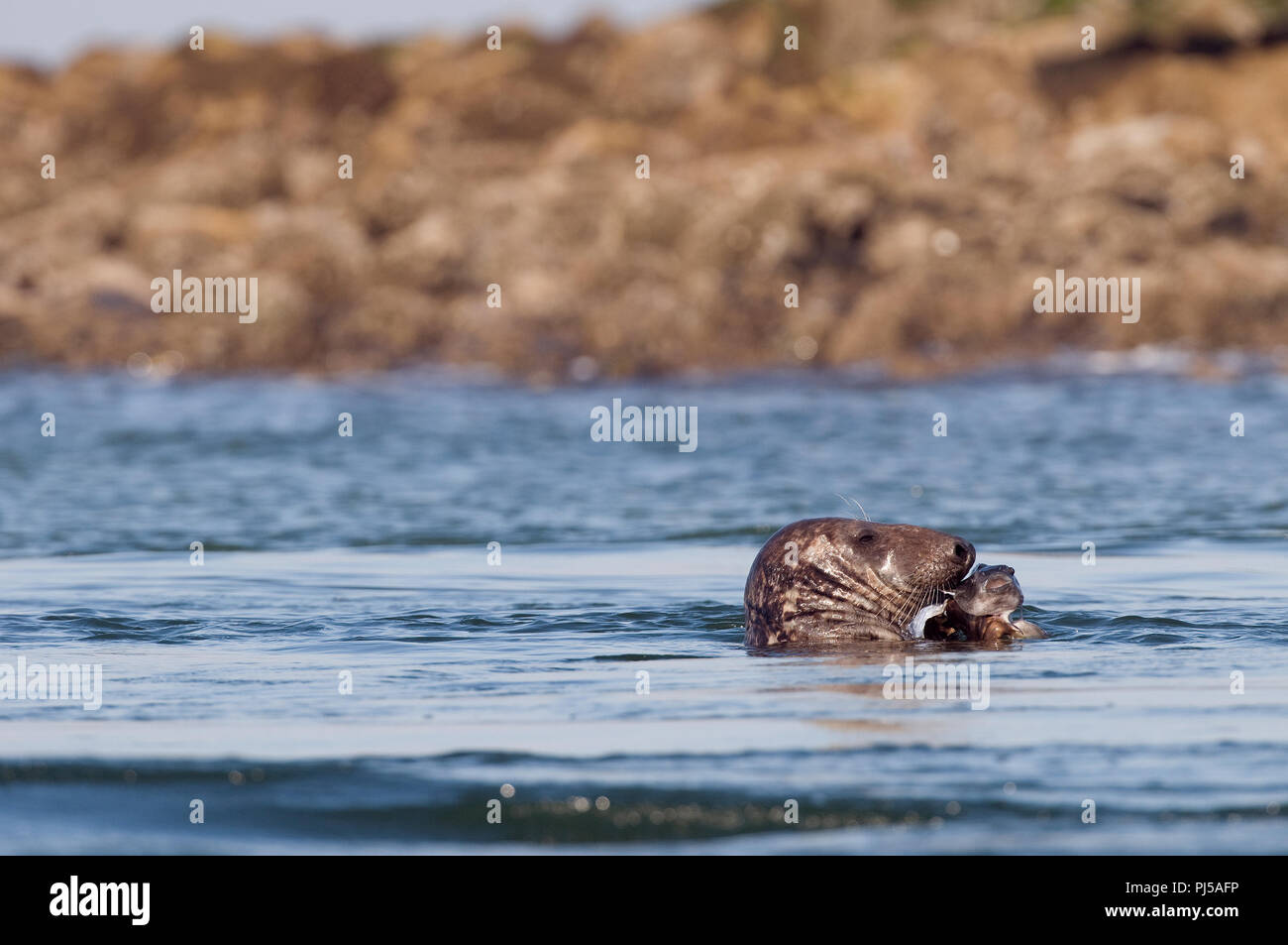 Grey seal (Halichoerus grypus) eating a fish - Netherlands //  Phoque gris mangeant un poisson Stock Photo