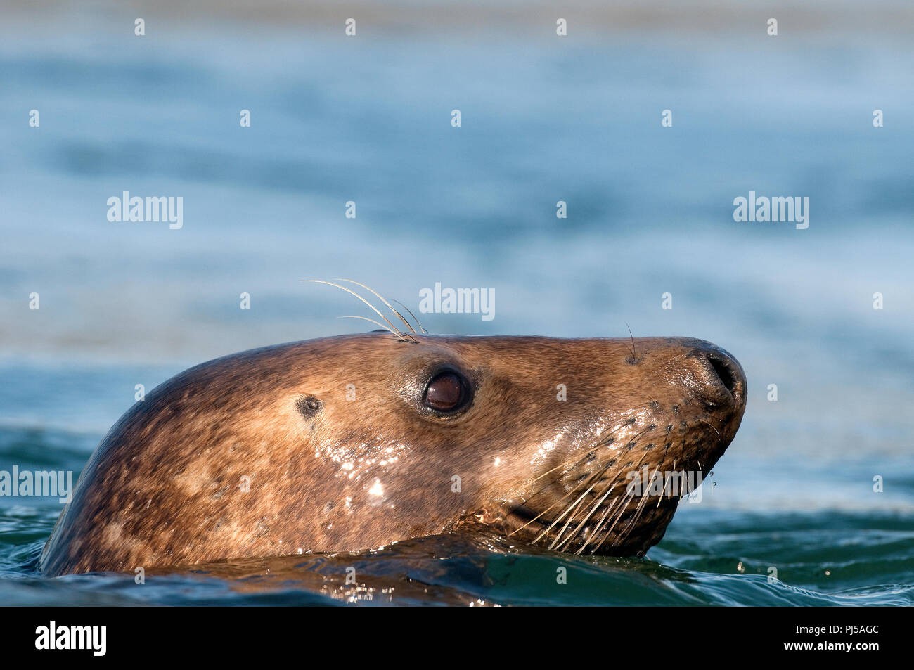 Grey seal (Halichoerus grypus) - Netherlands Phoque gris Stock Photo