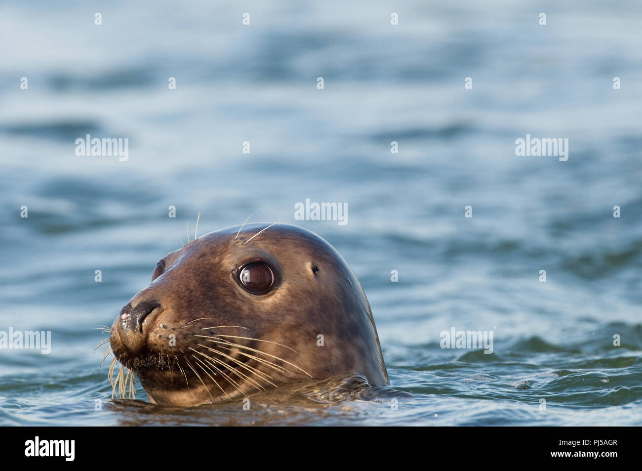 Grey seal (Halichoerus grypus) - Netherlands Phoque gris Stock Photo
