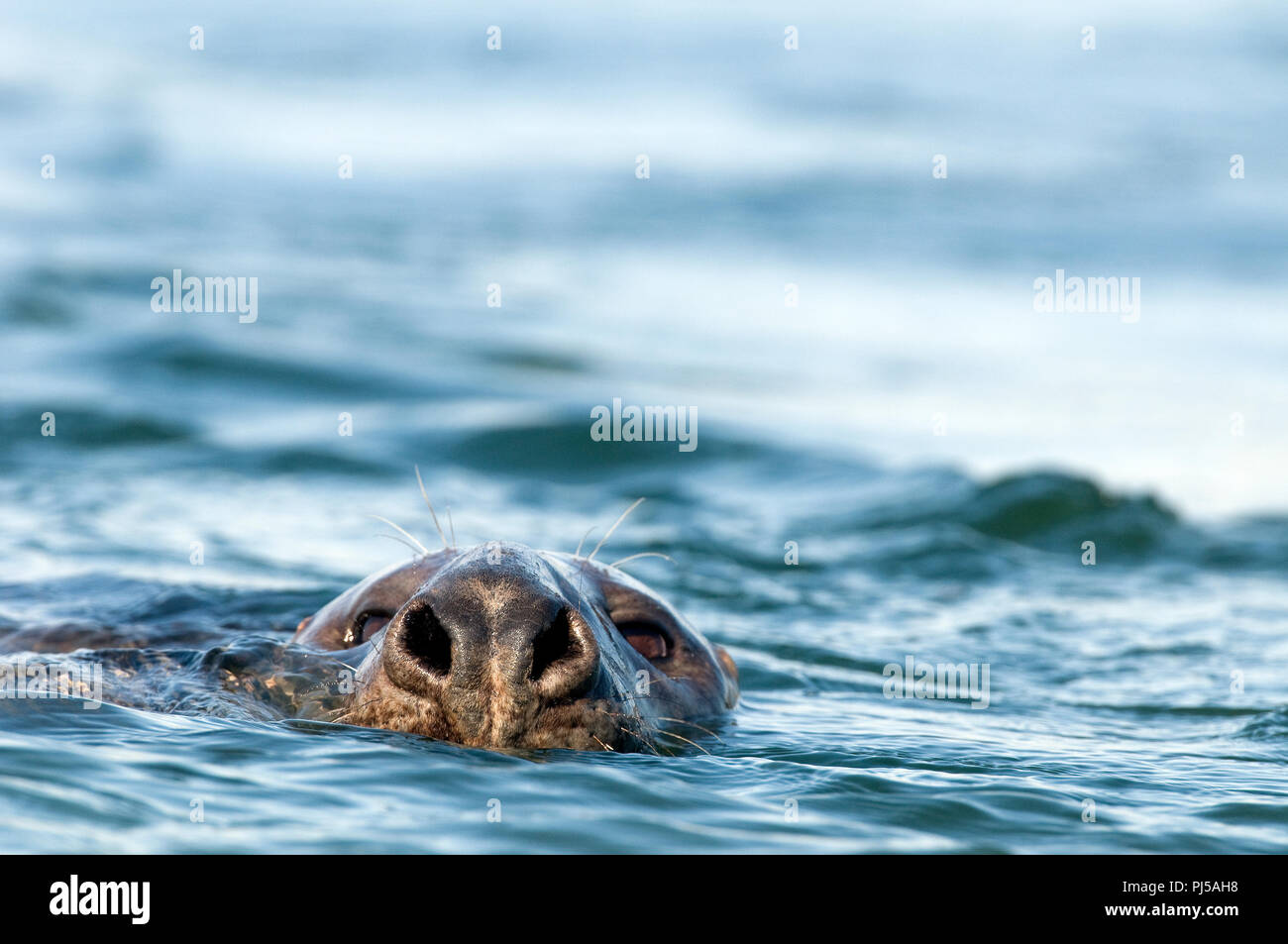 Grey seal (Halichoerus grypus) eating a fish - Netherlands //  Phoque gris Stock Photo
