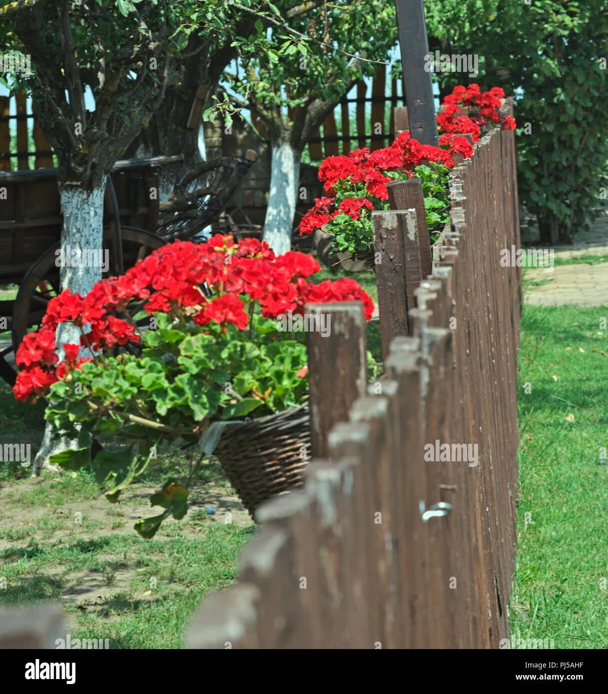Wooden fence blooming flowers hi-res stock photography and images - Alamy