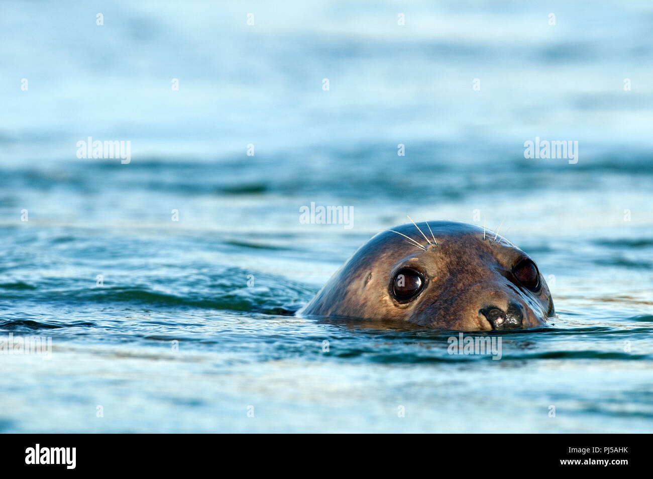 Grey seal (Halichoerus grypus) - Netherlands Phoque gris Stock Photo