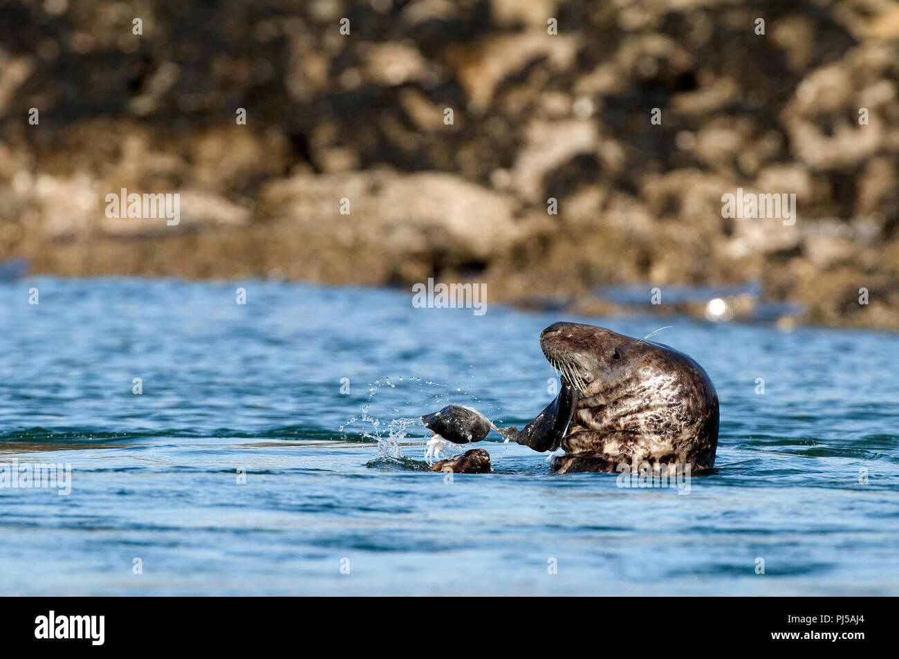 Grey seal (Halichoerus grypus) eating a fish - Netherlands //  Phoque gris mangeant un poisson Stock Photo