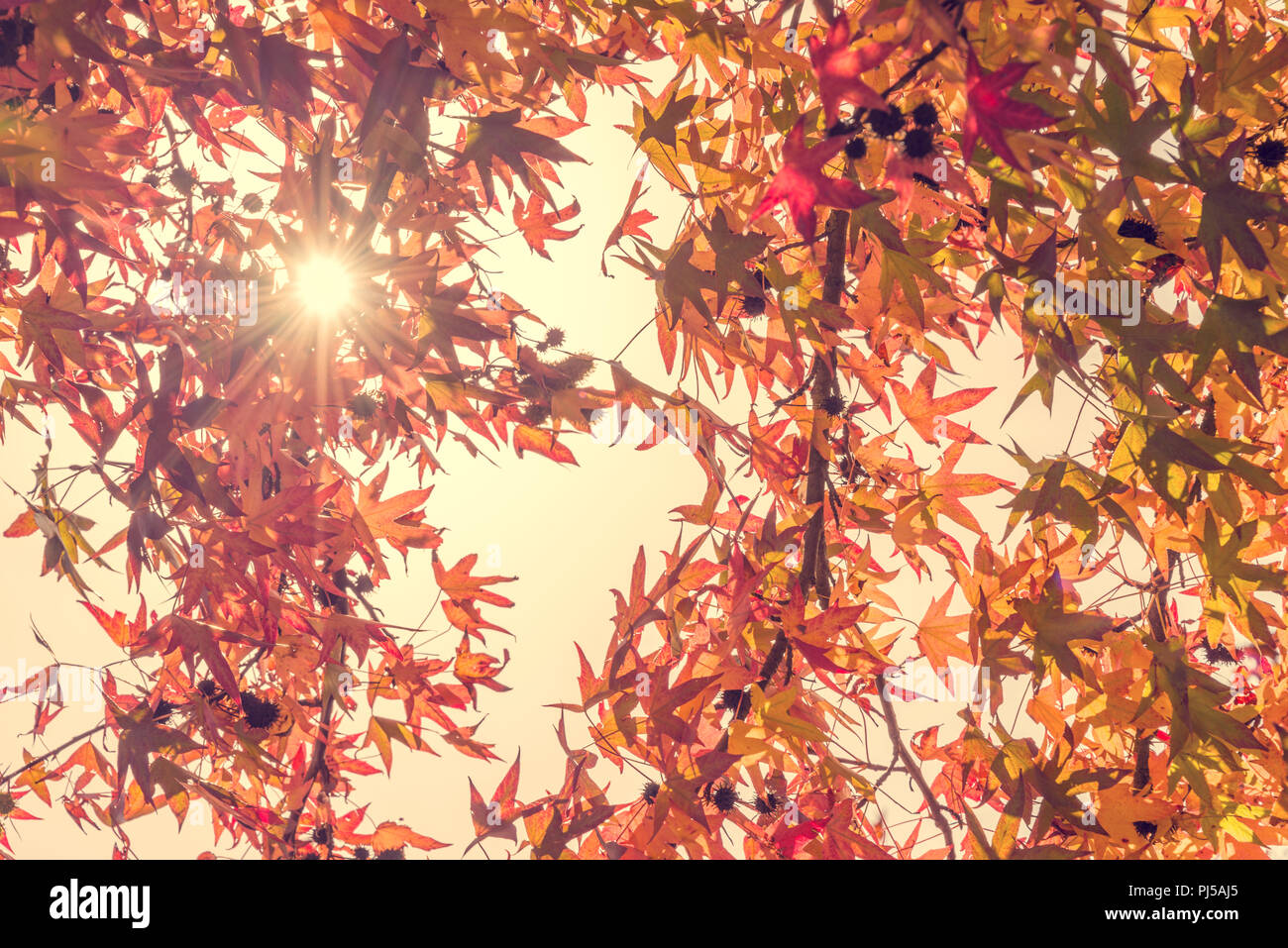 Autumn maple leaves with sunbeam, looking up in a forest in autumn, vintage process Stock Photo