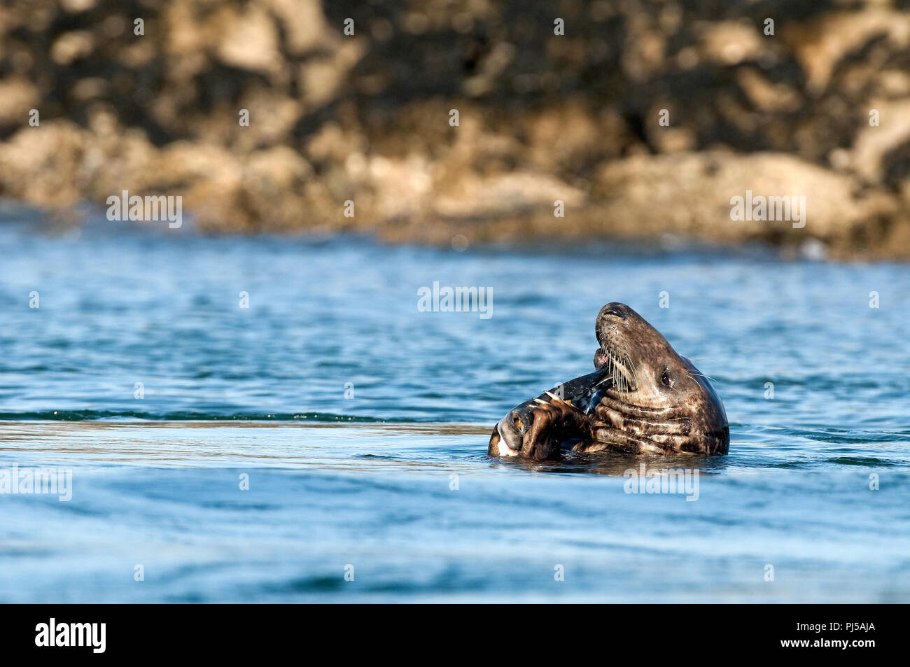 Grey seal (Halichoerus grypus) eating a fish - Netherlands //  Phoque gris mangeant un poisson Stock Photo