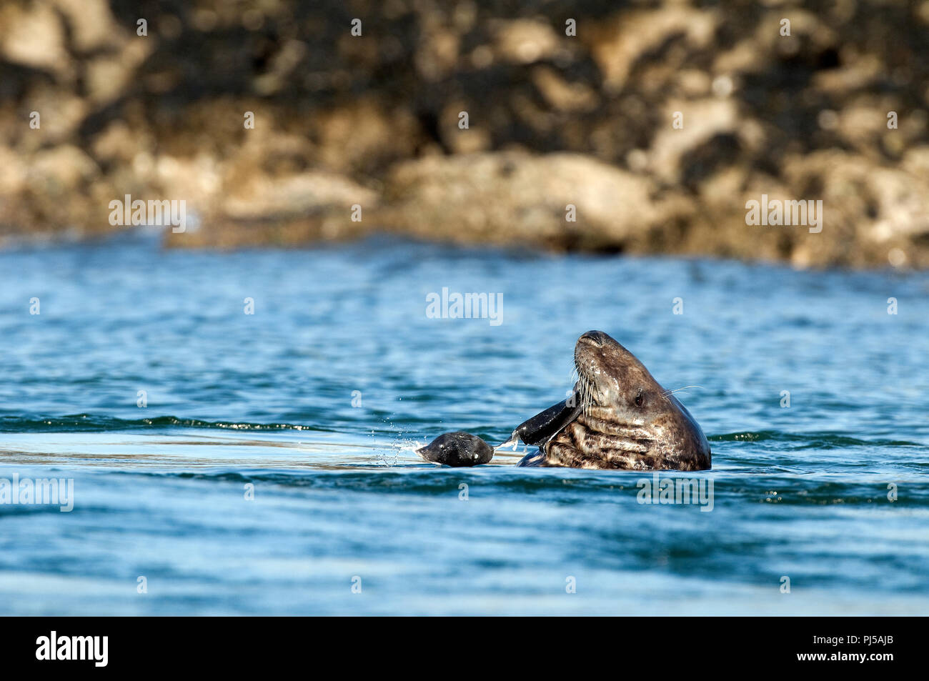 Grey seal (Halichoerus grypus) eating a fish - Netherlands //  Phoque gris mangeant un poisson Stock Photo