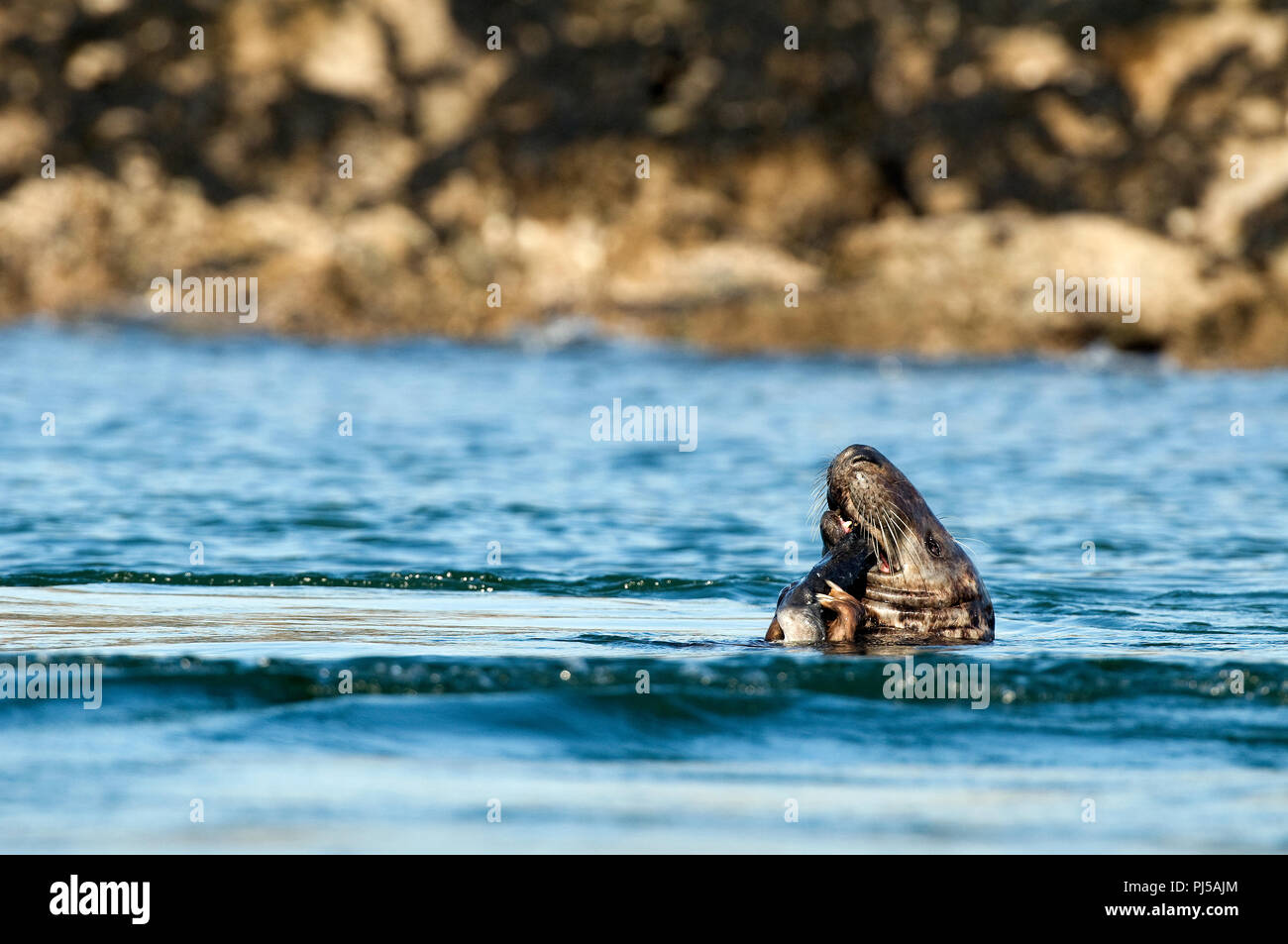 Grey seal (Halichoerus grypus) eating a fish - Netherlands //  Phoque gris Stock Photo