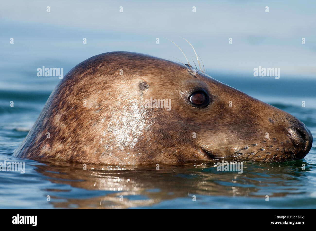 Grey seal (Halichoerus grypus) - Netherlands Phoque gris Stock Photo