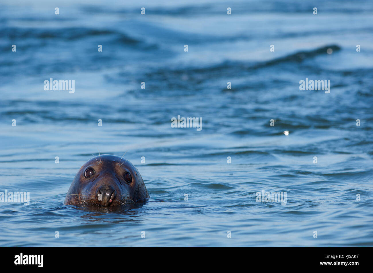 Grey seal (Halichoerus grypus) - Netherlands Phoque gris Stock Photo