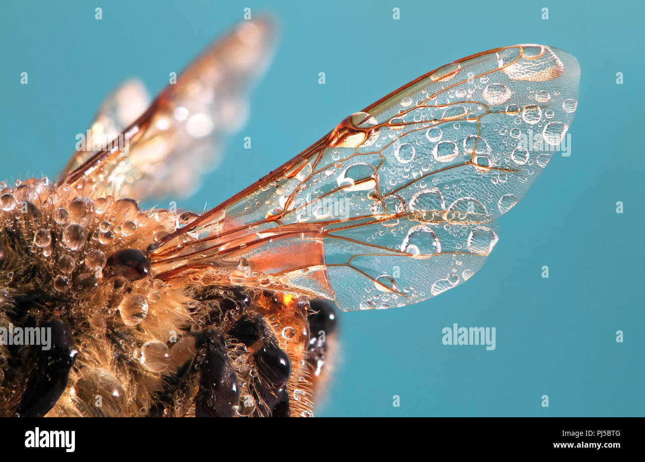 The wing of a western honey bee (Apis mellifera) with dewdrops up close. Stock Photo