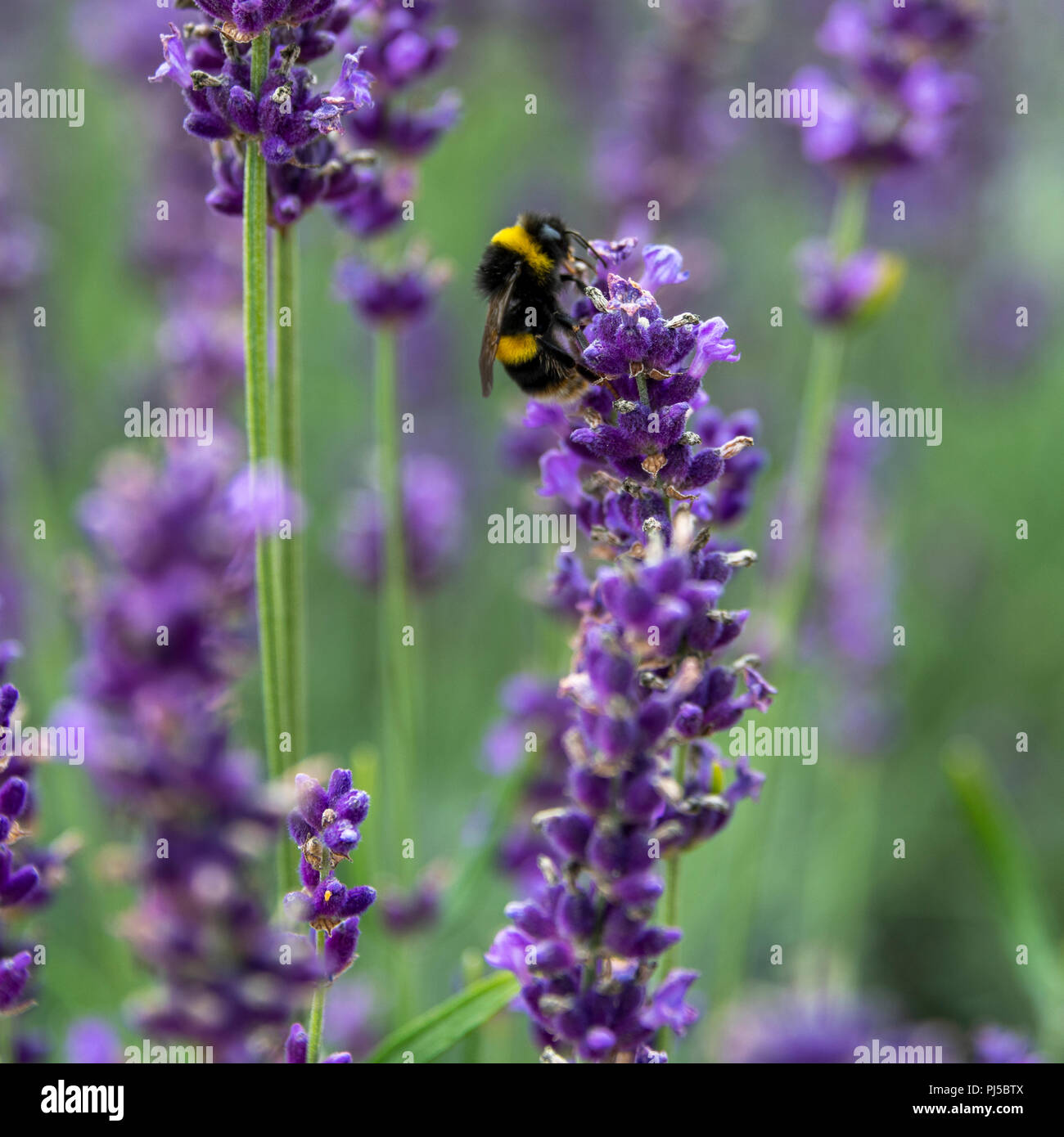 Banded white-tailed bumblebee on lavender flower. Probably a Garden bumblebee (Bombus hortorum) on a flower of English lavender. L. angustifolia. Stock Photo
