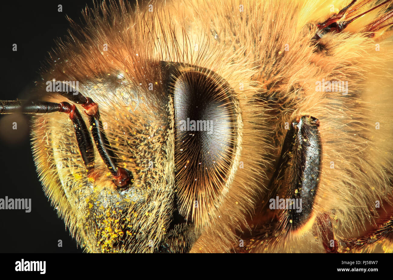 Closeup of the eye and face of a western honey bee (Apis mellifera). Stock Photo
