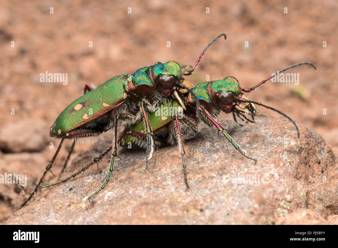 Green Tiger Beetles (Cicindela campestris) preparing to mate. Tipperary, Ireland Stock Photo