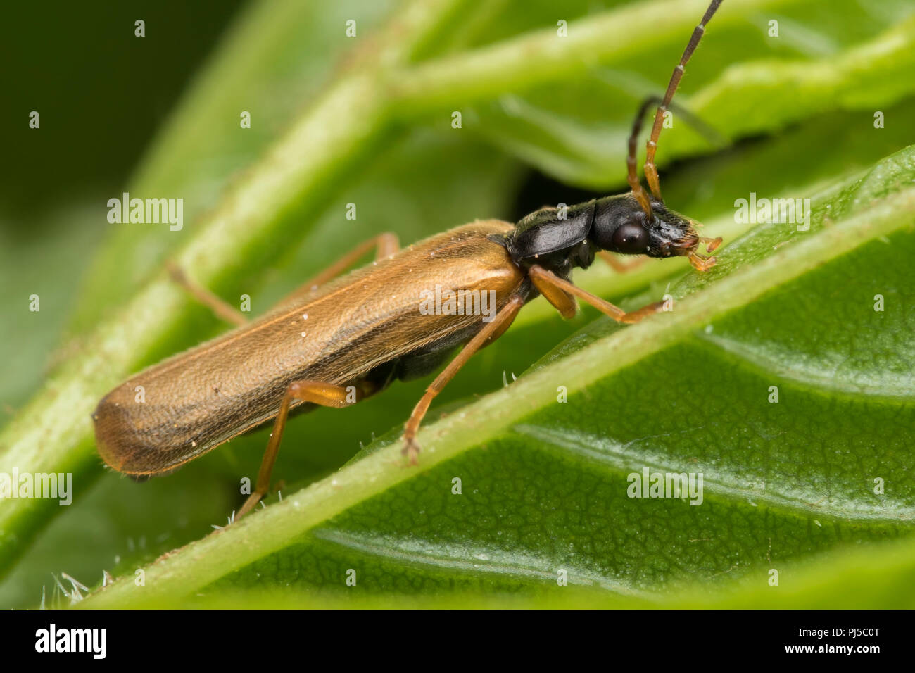 Soldier beetle at rest on underside of leaf hires stock photography