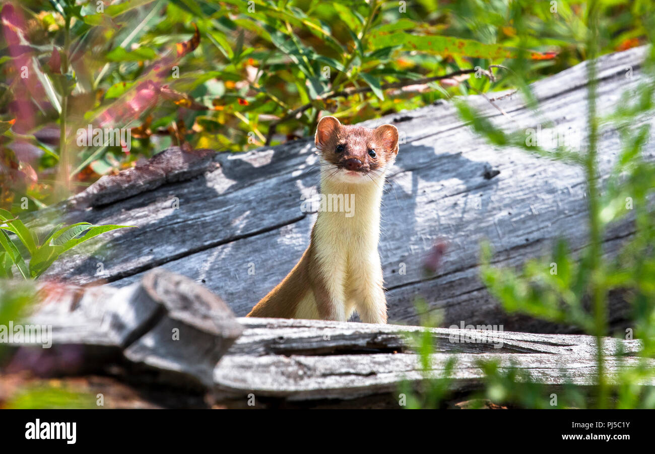 A short-tailed weasel or stoat (Mustela erminea) peeks over a fallen tree in Yellowstone National Park, Wyoming. Stock Photo