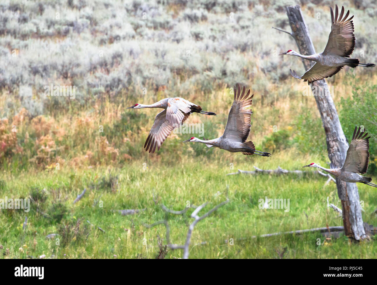 A flock of sandhill cranes (Grus canadensis) flies above a grassy field in Yellowstone National Park, Wyoming. Stock Photo