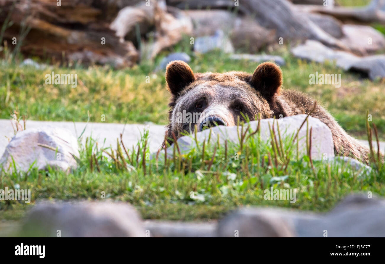 An adult brown bear (Ursus arctos horribilis) peeks over a rocky and grassy hill. Stock Photo