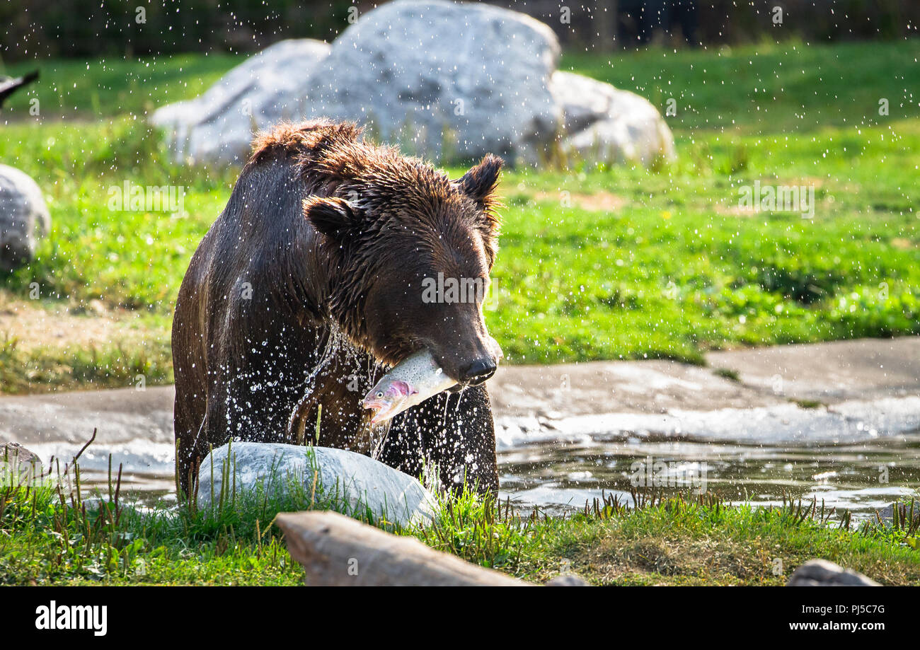 An adult brown bear (Ursus arctos horribilis) carries a trout out of a pond. Stock Photo