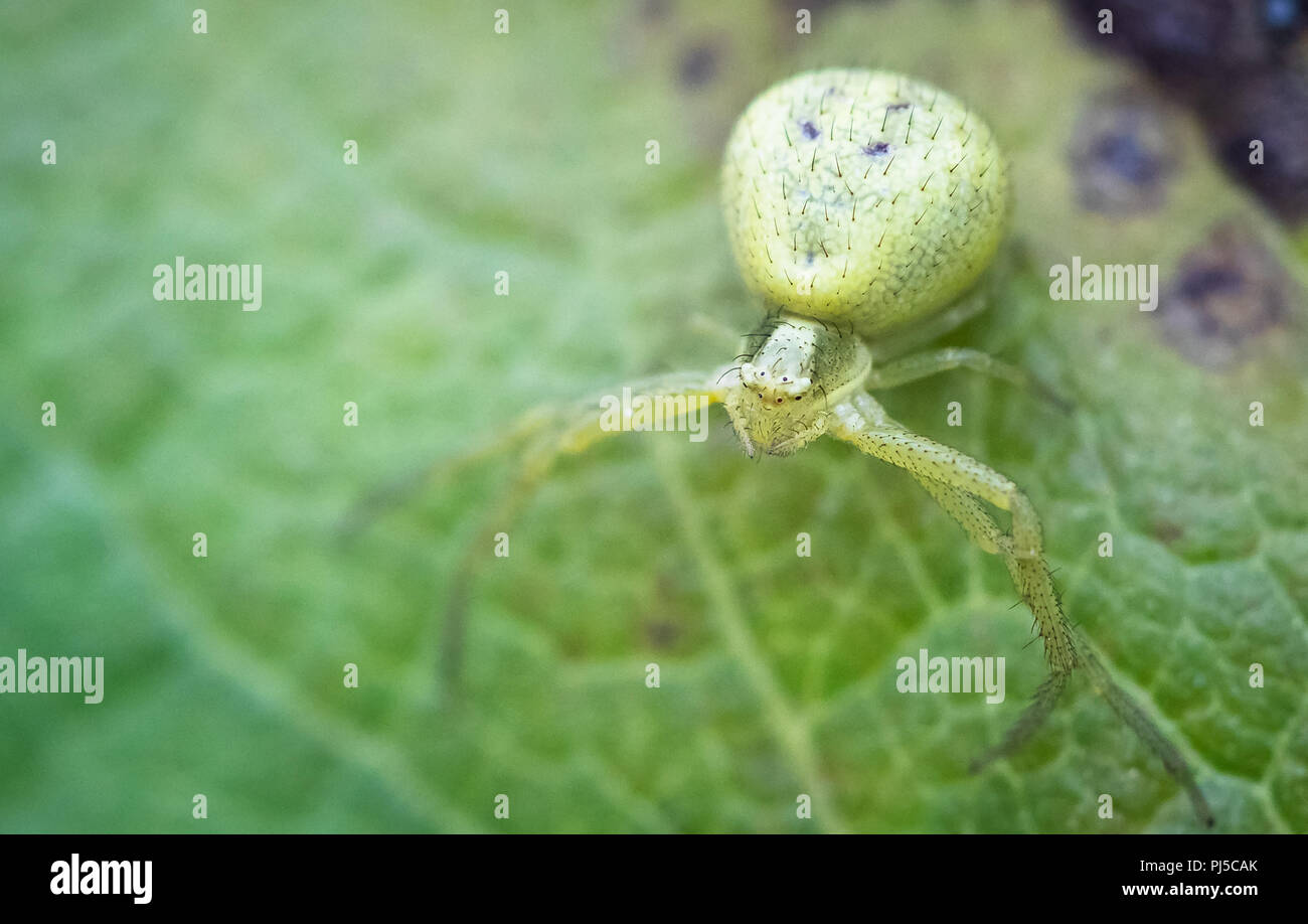A goldenrod crab spider (Misumena vatia) sits on a leaf waiting for prey to cross it's path