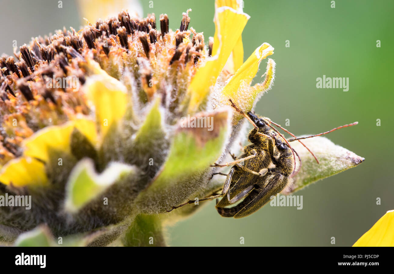 Two beetles covered in pollen mate on an arrowleaf balsamroot flower (Balsamorhiza sagittata) in the Columbia Hills Historical State Park, Washington. Stock Photo