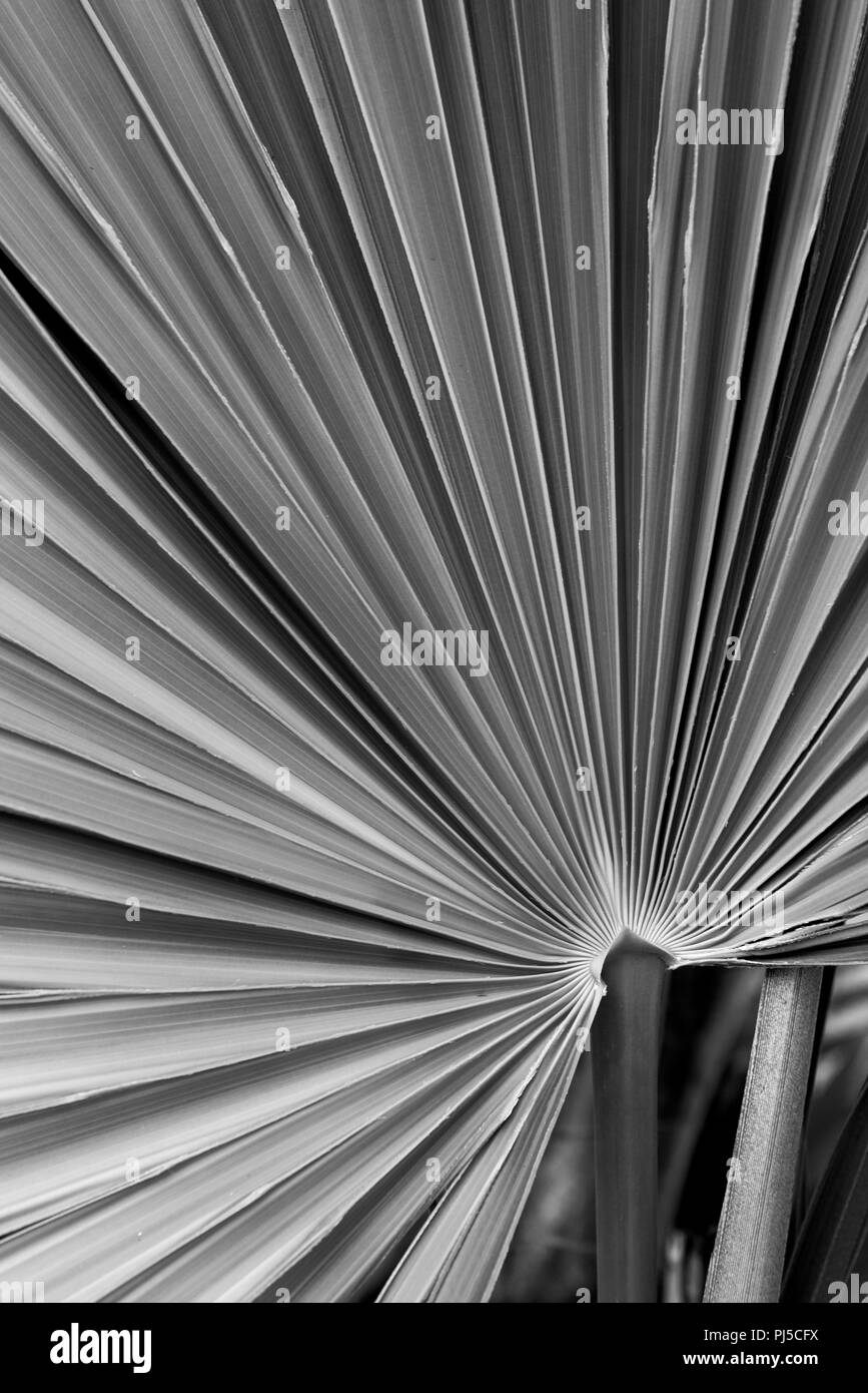 Palmetto Leaf Stock Photo