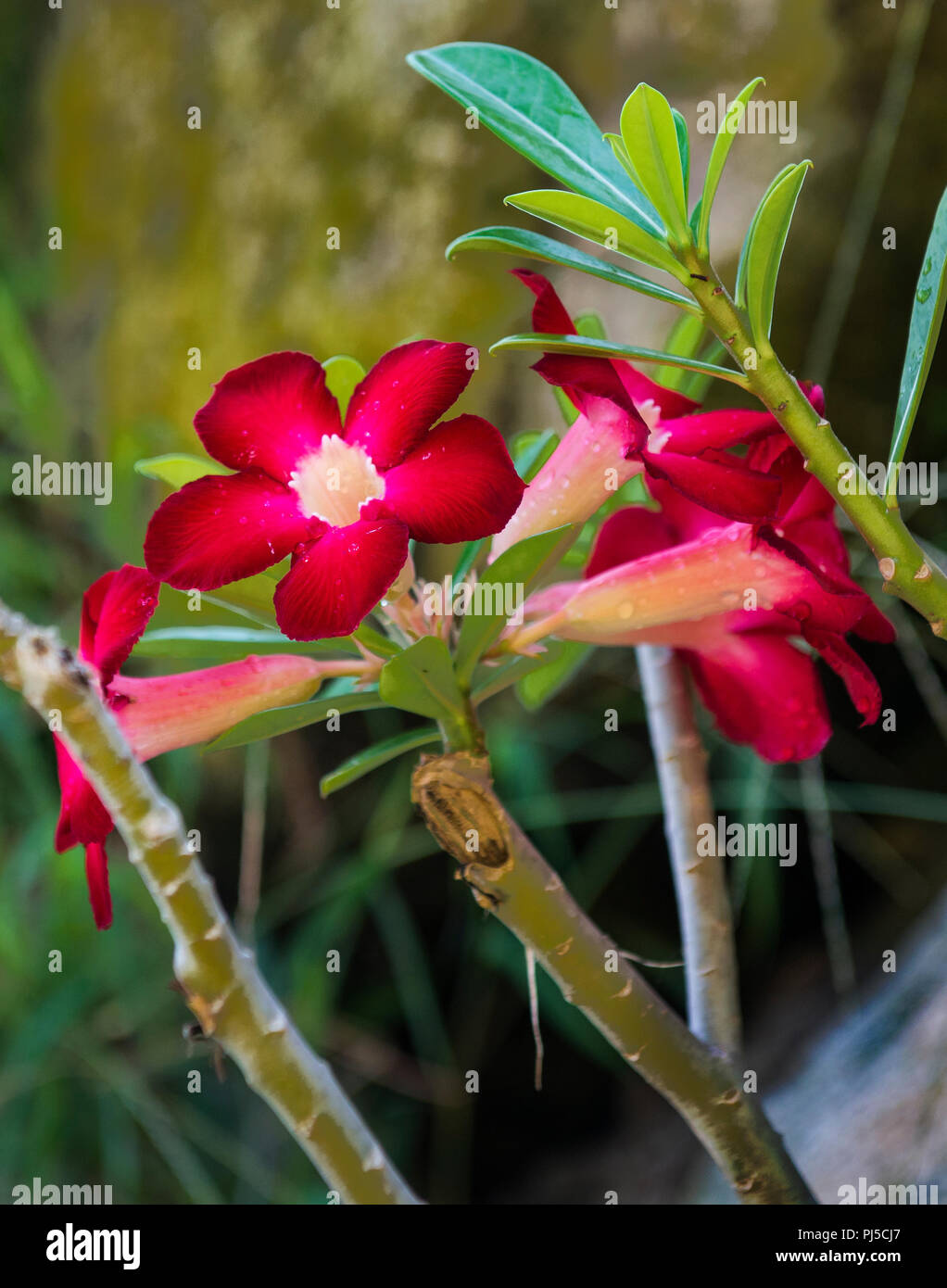 Red Mandevilla Flowers Stock Photo Alamy