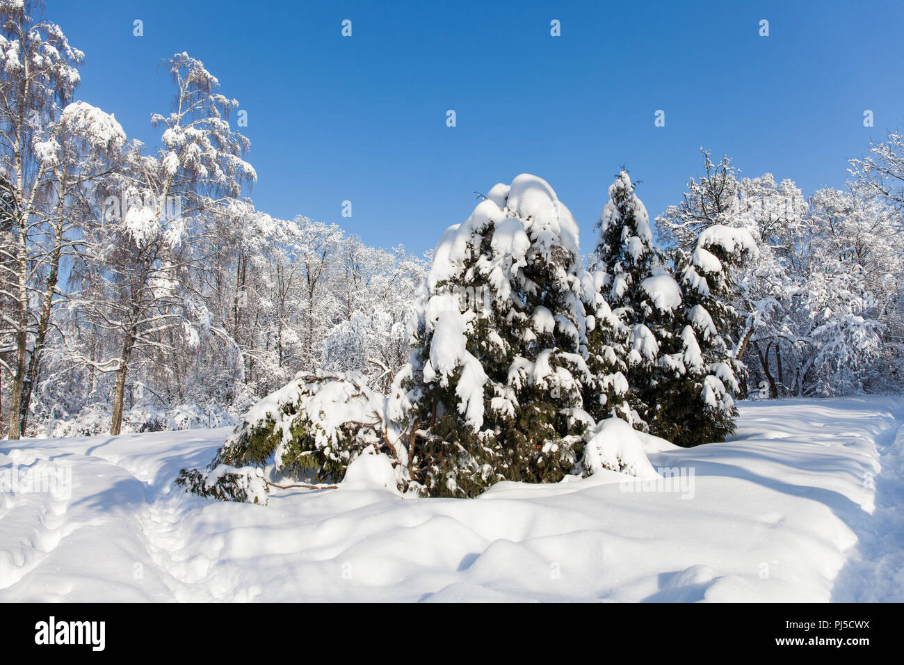 Sunny day winter forest, snow covered trees against blue sky. Cold season weather snowy landscape. Snowy xmas background. Stock Photo