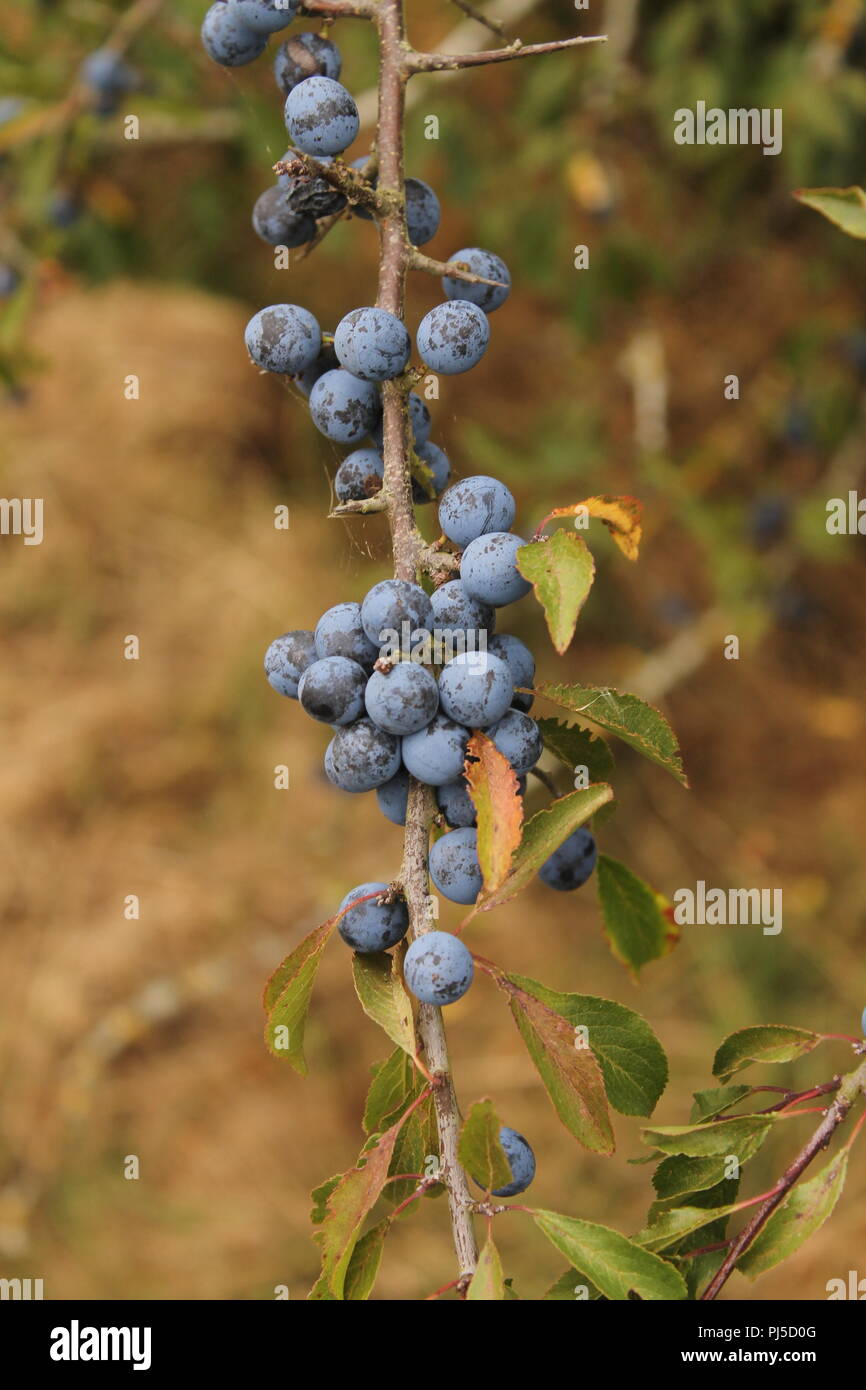 Sloe berries on a blackthorn branch Stock Photo