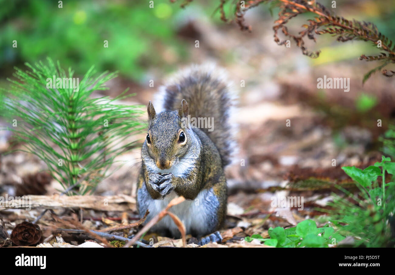 Oregon gray squirrel hires stock photography and images Alamy