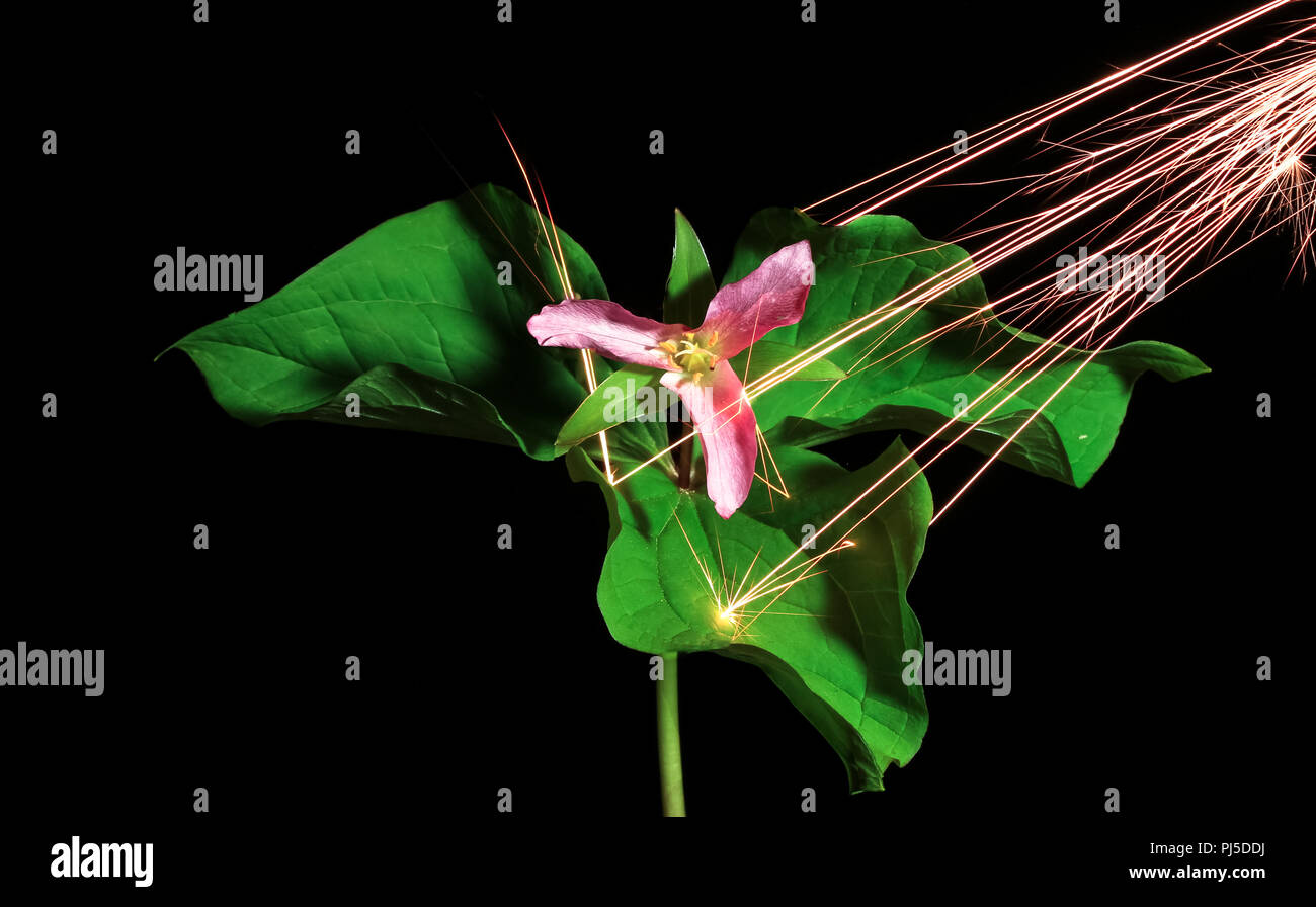 Sparks rain down onto a trillium flower (Trillium ovatum). Stock Photo