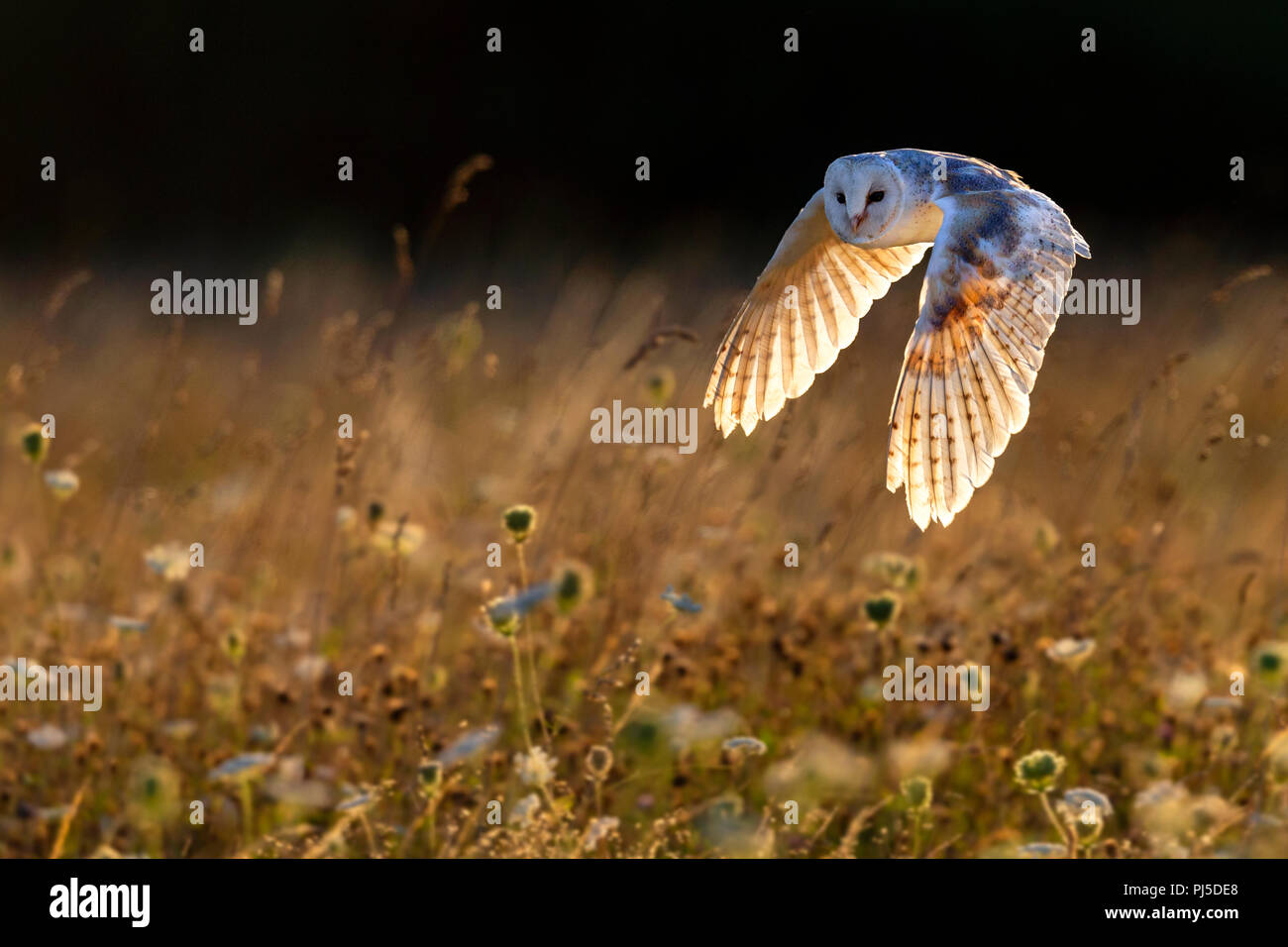 Barn owl in flight backlit by early evening sunlight Stock Photo