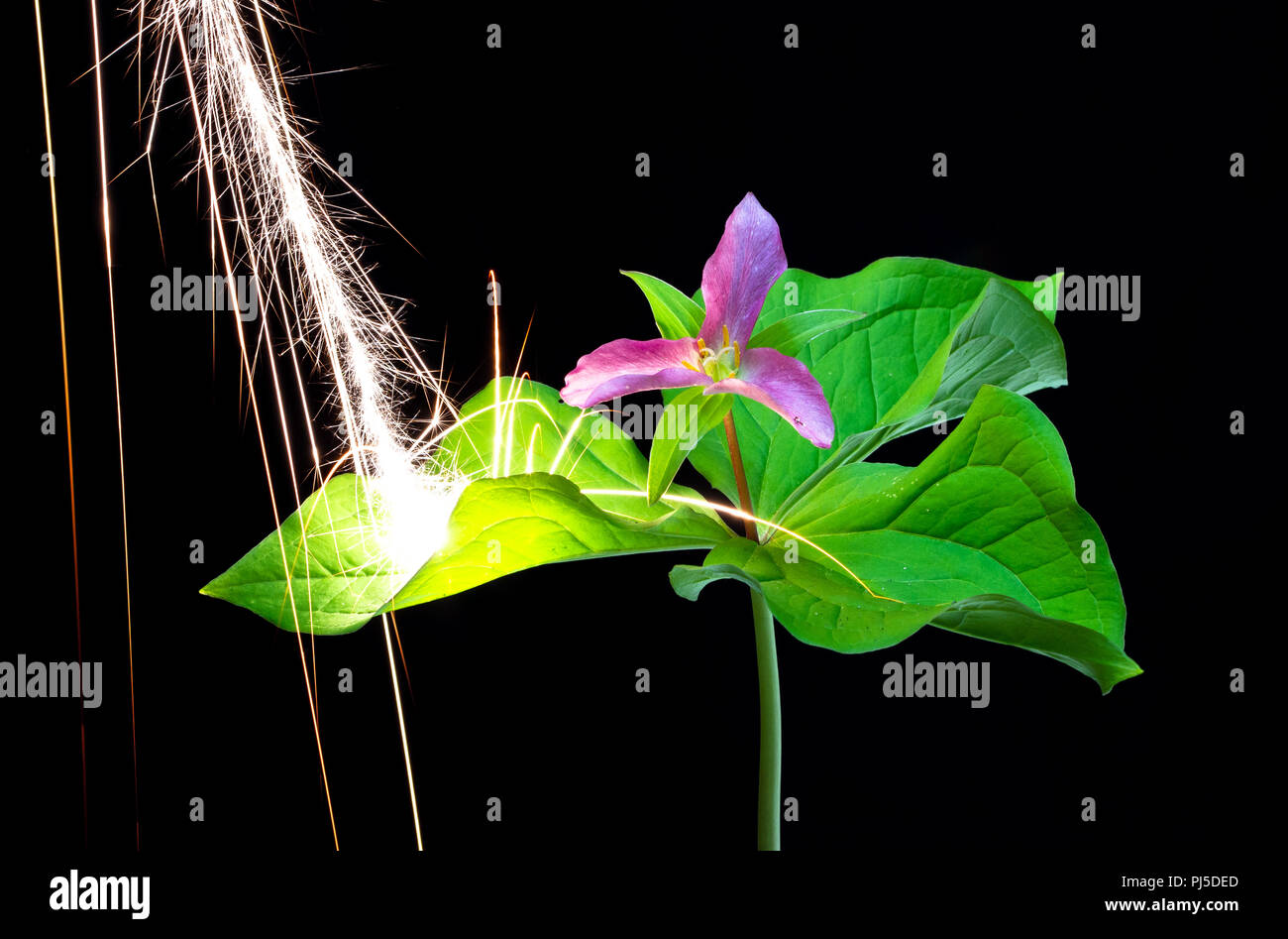 Magnesium sparks rain down on a western trillium flower (Trillium ovatum), bouncing off the leaves and petals, and creating mini explosions. Stock Photo